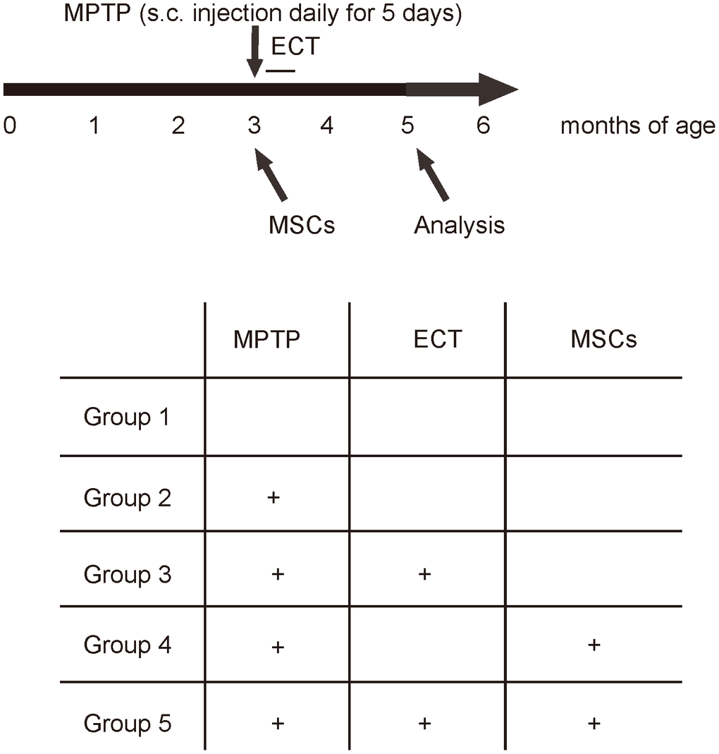 Experimental Schematic. The CBA mice were randomly assigned into 5 groups. Group1 (n=10): to receive daily subcutaneous injection of saline for 5 days and one intracranial injection of saline (saline); Group 2 (n = 10): to receive daily subcutaneous injection of 20mg/kg MPTP (Sigma-Aldrich, St. Louis, MO, USA) for 5 days and one intracranial injection of saline (MPTP); Group 3 (n = 10): to receive daily subcutaneous injection of 20mg/kg MPTP for 5 days, one intracranial injection of saline and daily ECT treatment (an electrical current of 80 mC (80 mA, 50 Hz, 1s duration and 0.5ms pulse width) through ear clip electrodes) for 8 days (MPTP+ECT); Group 4 (n = 10): to receive daily subcutaneous injection of 20mg/kg MPTP for 5 days and one intracranial injection of 1012 MSCs from isogeneic mice (MPTP+MSCs); Group 5 (n = 10): to receive daily subcutaneous injection of 20mg/kg MPTP for 5 days, one intracranial injection of 1012 MSCs from isogeneic mice and daily ECT treatment (an electrical current of 80 mC (80 mA, 50 Hz, 1s duration and 0.5ms pulse width) through ear clip electrodes) for 8 days (MPTP+ECT+MSCs). All the mice were kept for another 2 months, and then subjected to rational behavior test, stepping test for assessing behavioral disorder. Afterwards, the mice were sampled for analyzing histology and signaling to dissect underlying mechanisms.
