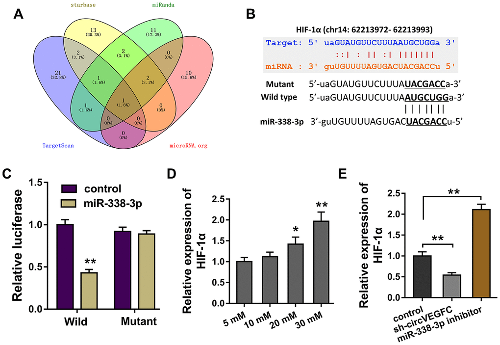 circVEGFC/miR-338-3p targeted HIF-1α. (A) Bioinformatics tools demonstrated the potential target for circVEGFC/miR-338-3p regulation. (B) Wild type and mutant sequence vectors that containing miR-338-3p binding sites were constructed for luciferase reporter assay. (C) Luciferase reporter assay illustrated the luciferase activity in the co-transfection of miR-338-3p and HIF-1α wild type or mutant. (D) RT-PCR showed the HIF-1α mRNA level in the HG-induced HUVECs. (E) RT-PCR showed the HIF-1α mRNA expression in HUVECs transfected with circVEGFC knockdown or miR-338-3p inhibitor. *P 