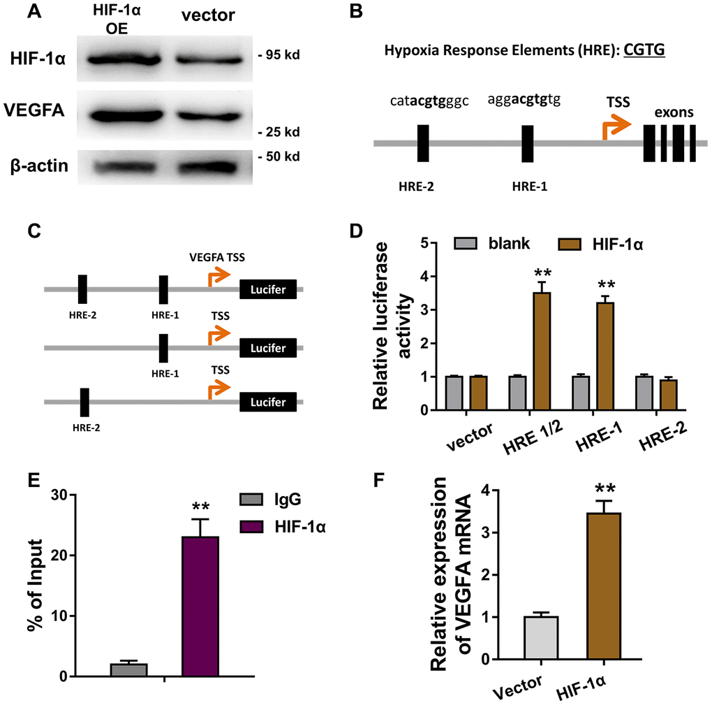 HIF-1α activated the VEGFA transcriptional level in HUVECs. (A) Western blot revealed the VEGFA protein expression in HUVECs transfected with HIF-1α overexpression plasmids (OE) or controls. (B) Bioinformatics analysis illustrated that there were two hypoxia response elements (HRE) in the promoter region of VEGFA gene. (C) The plasmid vectors containing HRE-1 and/or HRE-2 were constructed for luciferase assay. (D) Luciferase assay showed the Luciferase activity in the transfection with HRE-1 or HRE-2 vectors and HIF-1α. (E) Chromatin immunoprecipitation (ChIP) and qPCR showed the abundance of HRE-1 region in HIF-1α antibody immunoprecipitation. (F) RT-PCR showed the VEGFA mRNA level in HUVECs with HIF-1α overexpression or controls. **P 