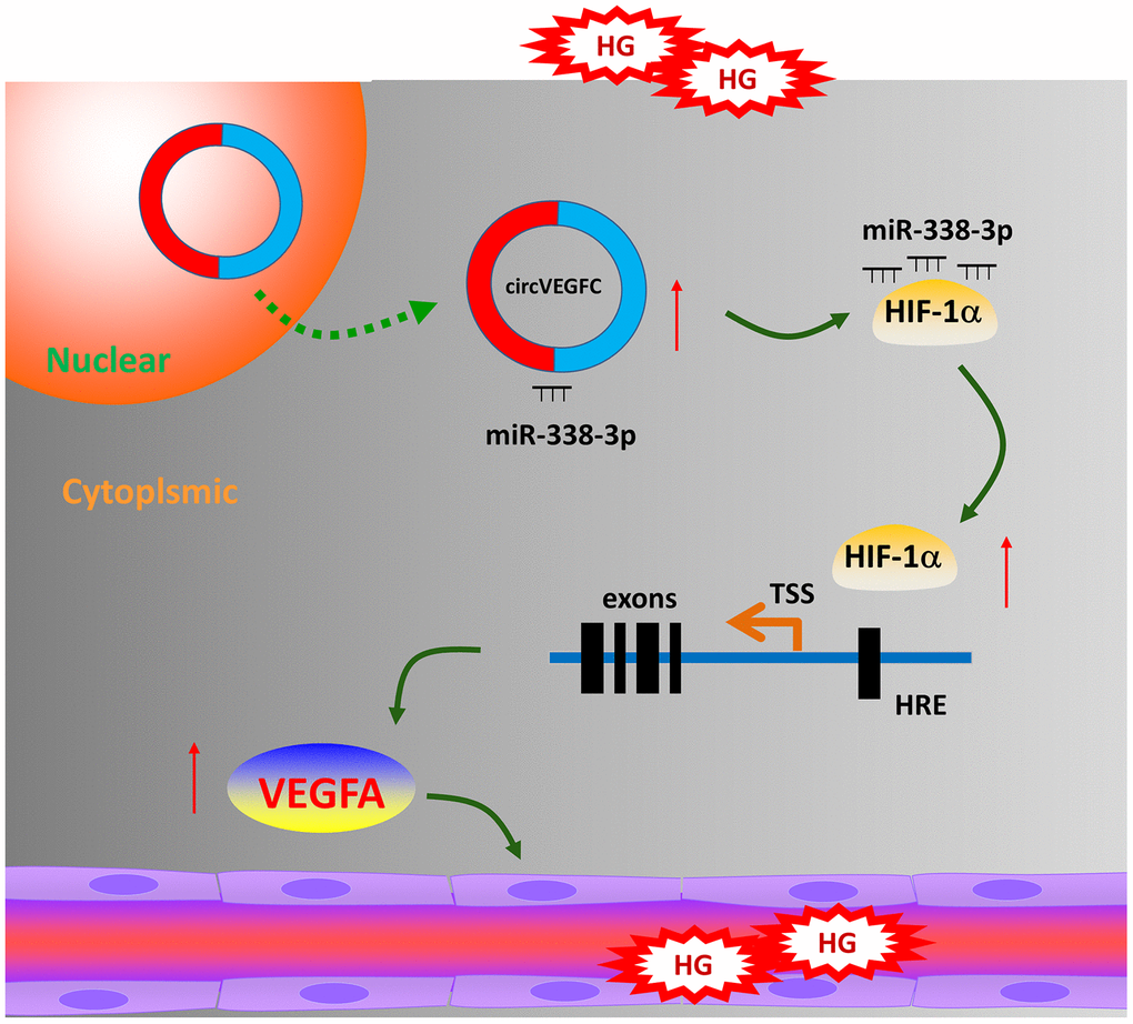 circVEGFC/miR-338-3p/HIF-1α/VEGFA accelerates the apoptosis in HG-induced HUVECs.