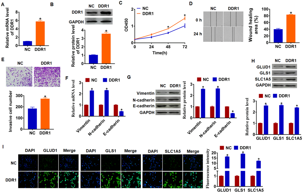 DDR1 promotes EMT and glutamine metabolism in Hep3B cells. DDR1 plasmid or NC was transfected into Hep3B cells. The expression of DDR1 was determined by qRT-PCR (A) and western bolt (B) (n = 6, *pC) CKK-8 assay was used to examine the cell growth at 0, 24, 48 and 72 h (n = 10,*pD) Wound healing assay was used to detect cell migration (n = 6, *pE) Transwell assay was performed to check cell invasive ability (n = 6, *pF) and western blot (G) were used to test the expression of EMT related genes: Vimentin, N-cadherin and E-cadherin (n = 6, *pH) and immunofluorescence (I) (n = 6, *p