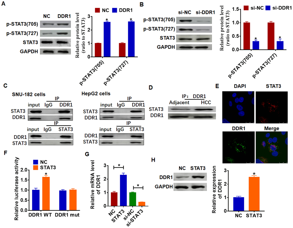 DDR1 interacts with STATA and promotes STAT3 phosphorylation. (A) DDR1 plasmid or NC was transfected into Hep3B cells. Western blot was performed to test the expression of STAT3 and phosphorylated STAT3 (n = 6, *pB) The siRNA of DDR1 or NC was transfected into SNU-182 cells. The level of STAT3 and phosphorylated STAT3 was calculated by western blot (n = 6, *pC) CO-IP was used to determine the relationship between DDR1 and STAT3. DDR1 was pulled down by STAT3, and STAT3 was pulled down by DDR1 (n = 4). (D) CO-IP analysis for DDR1 and STAT3 in adjacent normal tissues and HCC tissues. (E) Immunofluorescence analysis used to detect the location of DDR1 and STAT3. Nucleus was blue stained by DAPI, red represents STAT3 and green represents DDR1. (F) Luciferase assay used to determine the binding between STAT3 and DDR1 promoter (n = 6, *pG) and western blot (H), respectively (n = 6, *p