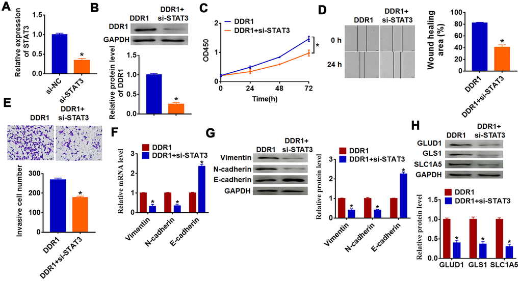 DDR1 promotes the EMT of HCC cells by regulating STAT3. siRNA of STAT3 or NC was transfected into Hep3B cells, the transfection efficiency was tested by qRT-PCR (A) and western blot (B) (n = 6, *p0.05). DDR1 was cotransfected into Hep3B cells with si-STAT3. (C) CCK8 assay was used to calculate cell proliferation (n = 10 *pD) Wound healing assay was used to detect cell migration (n = 6, *pE) Transwell assay was performed to check cell invasive ability (n = 6, *pF) and western blot (G) were used to test the expression of EMT related genes: Vimentin, N-cadherin and E-cadherin (n = 6, *pH) The protein expression of glutamine metabolism related genes: GLUD1, GLS1 and SLC1A was determined by western blot (n = 6, *p