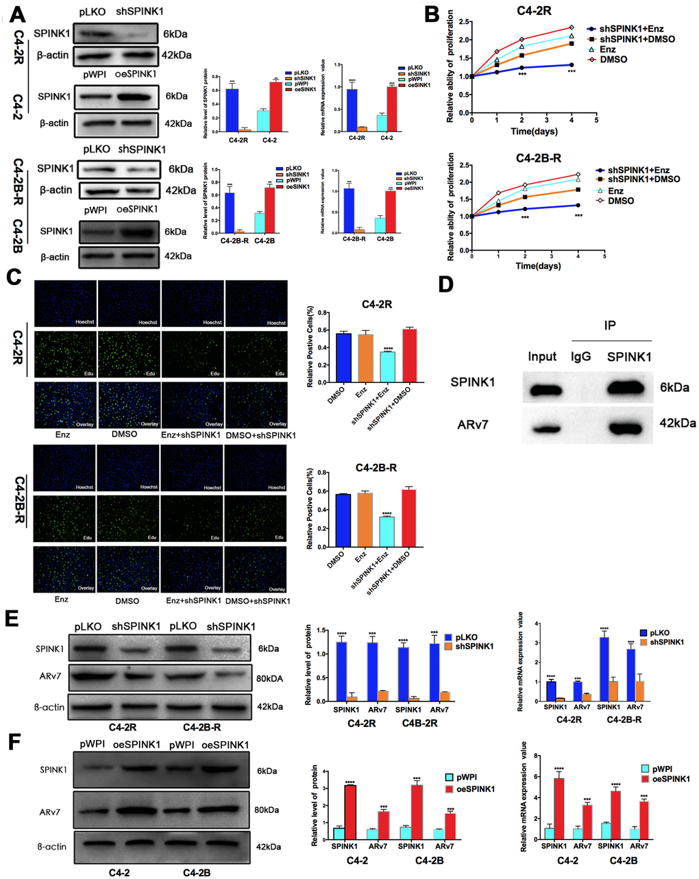 SPINK1 promotes Enz resistance and production of ARv7. (A) Western blots and RT-PCR results validating SPINK1 knockdown in C4-2R and C4-2B-R cells, overexpression in C4-2 and C4-2B cells. (B) Percentage of viable +/shSPINK1 C4-2R and C4-2B-R cells with/without Enz treatment. (C) Edu incorporation rate in +/shSPINK1 C4-2R and C4-2B-R cells with/without Enz treatment. (D) Immunoblot showing co-immunoprecipitation of SPINK1 and ARv7 in the C4-2R cells. (E, F) Western blots and qRT-PCR results showing AR-v7 protein and mRNA levels in oeSPINK1 C4-2 and C4-2B cells, and shSPINK1 C4-2R and C4-2B-R cells.