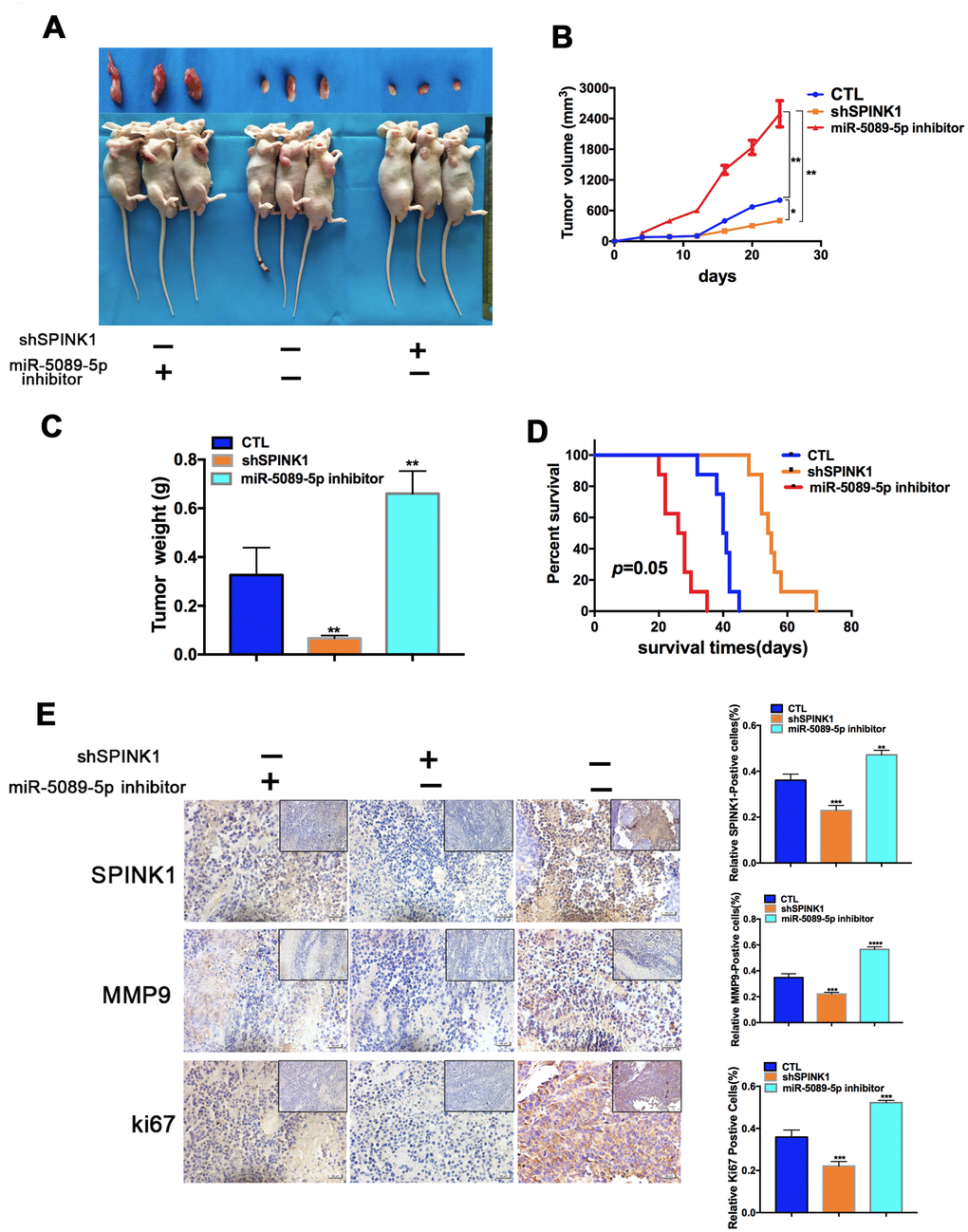 Role of miR-5089-5p and SPINK1 in Enz resistance and metastasis in vivo. (A) Representative images of tumor xenografts excised from mice implanted with Enz-resistant cells with/without miR-5089-5p inhibitor treatment. (B, C) Tumor volumes and weight of different groups. (D) Survival rate of tumor-bearing mice of different groups (p=0.05, Kaplan-Meier). (E) In situ expression levels of SPINK1, ki67 and MMP9 in the tumor tissues (Scale bar—100 μm; The top right corner, Scale bar—50 μm).