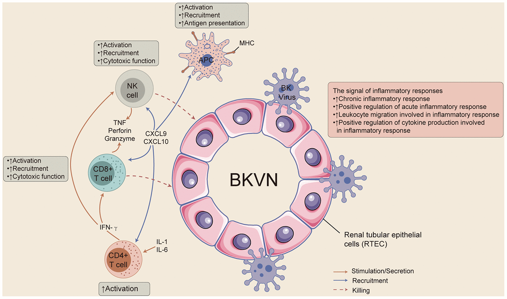 The possible immune microenvironment in BKVN.
