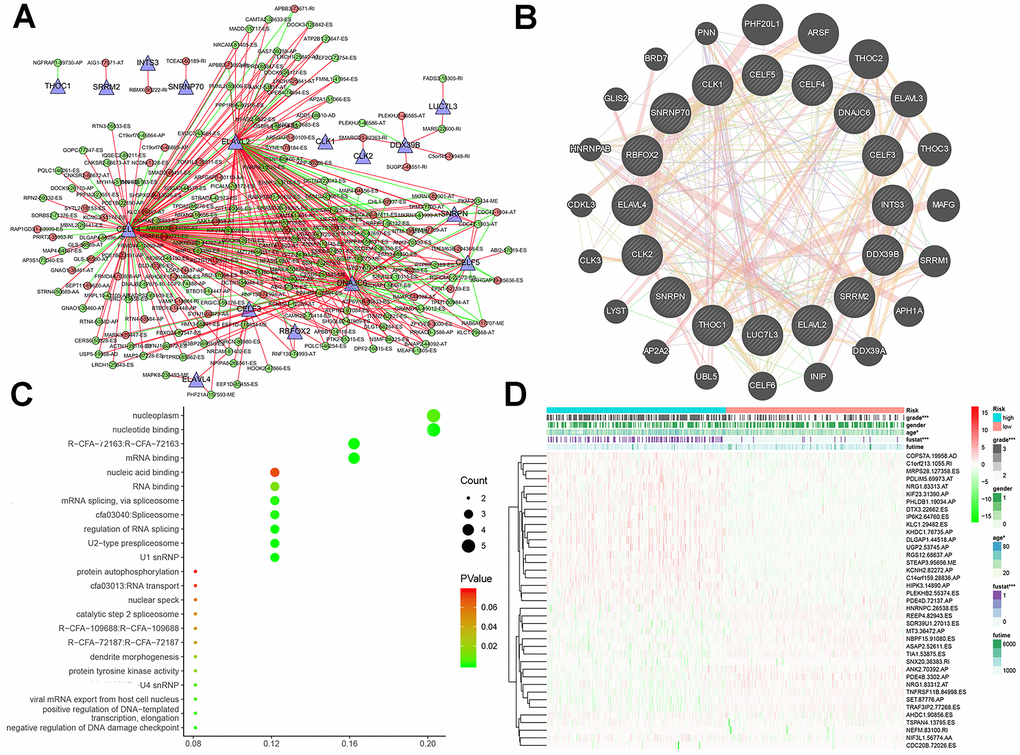 Interaction networks and functional annotations of SFs. (A) A total of 16 SF genes were identified to be significantly related with the regulation of AS events in LGG patients. (B) The PPI network of 16 SFs and neighbor protein nodes. (C) The results of GO analyses of SFs. (D) Overall heat map of AS events related to LGG survival.