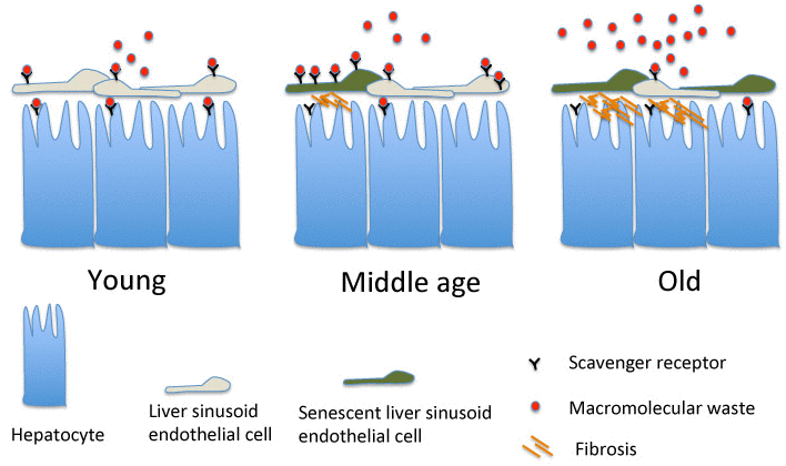 liver sinusoids