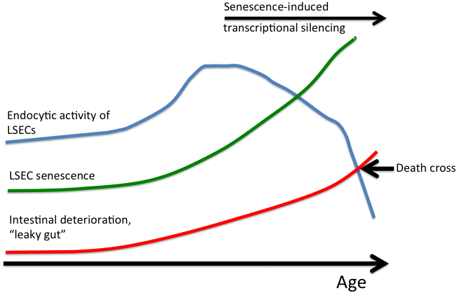 LSEC senescence as an endogenous aging clock. Senescent LSECs loose the ability to clear numerous dangerous substances from blood resulting in an age-induced accumulation of macromolecular waste and toxins. This in turn is further exacerbated by increased intestinal permeability, which induces further increase in the level of endogenous toxins. Once the level of clearance drops below the threshold required for survival (“death cross”), the animal dies.