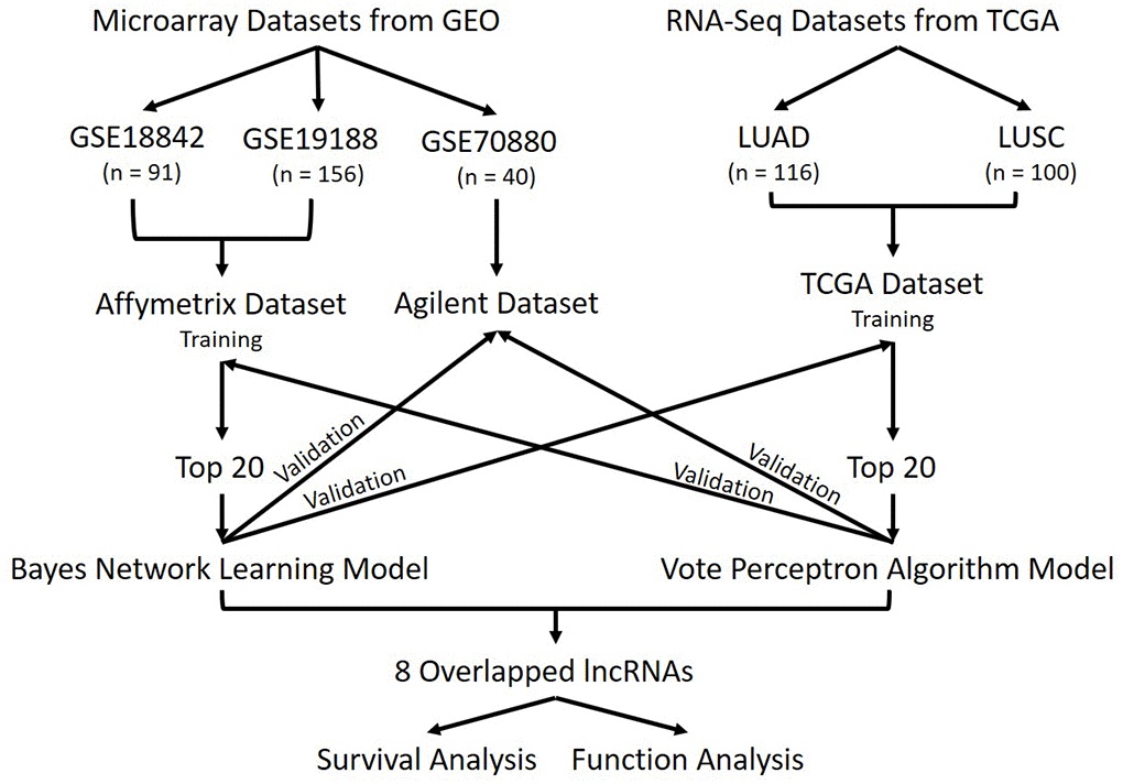 Workflow. Schematic overview of this study. Three datasets were downloaded from GEO, they are GSE18842, GSE19188, and GSE70880. A total of 287 samples were in GEO datasets. Two datasets were downloaded from TCGA, including the LUAD dataset and the LUSC dataset. Totally 216 samples were contained in those LUAD and LUSC datasets and we combined them as TCGA datasets. Datasets were divided into 3 groups based on their platforms. Affymetrix dataset and TCGA dataset were used as training sets separately then validated using the other datasets. The lncRNAs in common were used for survival analysis and functional analysis.