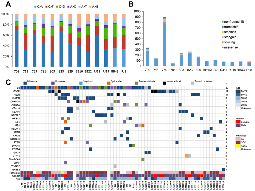 Next-generation sequencing in NSCLC. (A) Percentages of non-silent somatic single nucleotide variants identified by next-generation sequencing (whole-genome/whole-exome/targeted sequencing) in 13 NSCLC patients. (B) Numbers and types of non-silent somatic mutations. (C) Mutations identified by next-generation sequencing in 13 NSCLC patients and in a validation group of 88 NSCLC patients. The type of each mutation is shown for every sample, and the number of subjects (n) with mutations is listed on the right. AC, lung adenocarcinoma. SCC, lung squamous cell carcinoma. ASCC, lung adenosquamous carcinoma.