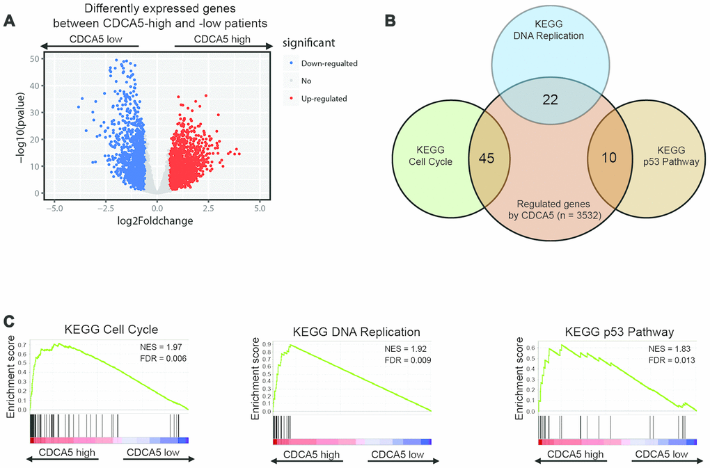 Identifying differentially expressed genes between CDCA5-high and -low patients. (A) Volcano plot of differential gene profiles between CDCA5-high and -low groups. (B) KEGG pathway analysis by GSEA shows that genes involved in cell proliferation, DNA replication and p53 pathway are enriched in CDCA5-high patients. Venn plot demonstrates the overlapping between differentially expressed genes and genes participating in different biological processes. Each circle in the Venn plot represents one set and the number in the overlaid area represents the common genes between the sets. (C) GSEA enrichment plots demonstrated gene enrichment results from Figure 3B.