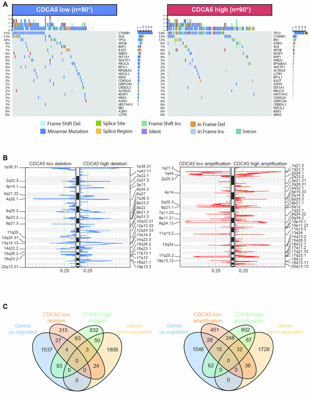 Association between CDCA5 and mutational signatures, copy number variation in HCC. (A) Significantly mutated genes in HCC subsets stratified by CDCA5 expression. (B) GISTIC2.0 analysis identified recurrent somatic copy number alterations in different HCC subsets stratified by CDCA5 expression. (C) Venn diagrams demonstrating the number of genes within genomic regions showing significant amplification or deletion, as well as the overlay with significant genes identified from RNAseq in CDCA5-high and -low patients. Each circle in the Venn diagram represents one set and the number in the overlaid area represents the common genes between the sets.