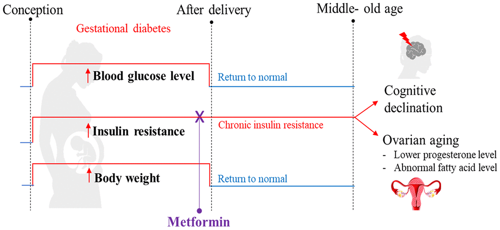 Summary of the proposed mechanism explaining how gestational diabetes mellitus (GDM) may lead to cognitive impairment and ovarian aging later in maternal life. Our high-fat diet (HFD) mouse model exhibited the pathophysiological phenotype that resembles GDM, including hyperglycemia, being overweight, and experiencing insulin resistance during pregnancy. After delivery, all mice were reverted back to a standard diet. In the postpartum period, the blood glucose level and body weight returned to normal, but insulin resistance persisted and reduced cognitive function was observed at 12 months of age. A reduced progesterone level was also observed; an early indication of perimenopause. Through metabolome profiling of the hypothalamus, pituitary gland, and ovarian (HPO) axis, a downstream dysregulation of the HPO axis was revealed. In particular, ovarian fatty acid levels were reduced. All these adverse outcomes were prevented when insulin resistance during pregnancy was treated with metformin. These phenotypes were not directly associated with hyperglycemia or high-fat diet during gestation, nor differences in bodyweight after pregnancy. Based on these observations, we hypothesize that persistent insulin resistance postpartum is the primary cause of GDM-related cognitive impairment and accelerated ovarian decline.