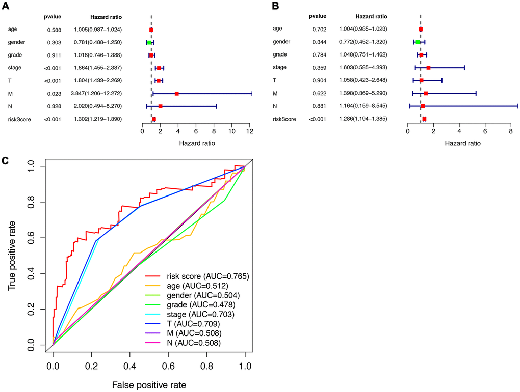 Prognostic indicators based on ARGs show good predictive performance. A forest plot of univariate (A) and multivariate (B) Cox regression analysis in HCC. (C) Survival-dependent receiver operating characteristic (ROC) curves validate the prognostic significance of ARGs-based prognostic indicators.