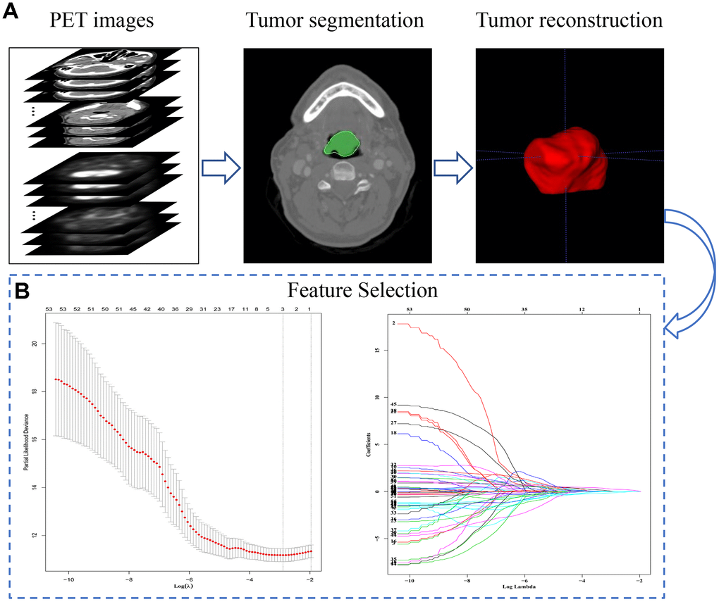 The extraction process and general characteristics of pre-treatment PET signatures with HNSCC patients. (A) The segmentation and reconstruction process of PET/CT images. (B) Demonstration of the varies of Lasso coefficient in different log (λ) sequence. A 15-fold cross validation were used to select the most optimal penalty parameter λ via minimum criteria. The minimum λ (λ = 0.05209914) were chose according to the criteria. Abbreviations: OS: overall survival. DFS: disease free survival.