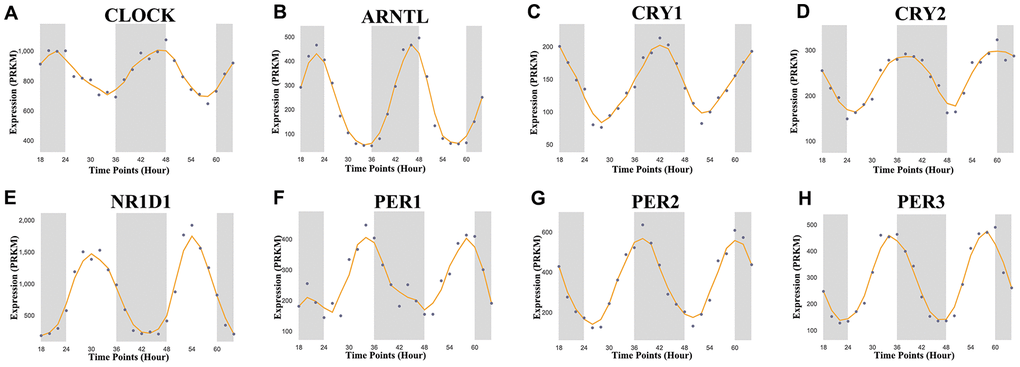 Core circadian clock genes in KIRC. The circadian rhythm of core circadian genes in KIRC, including CRY2, PER1, NR1D1, CLOCK, CRY1, PER3, PER2, and ARNTL. There is no enough data of RORA in KIRC. KIRC, Clear cell renal cell carcinoma.