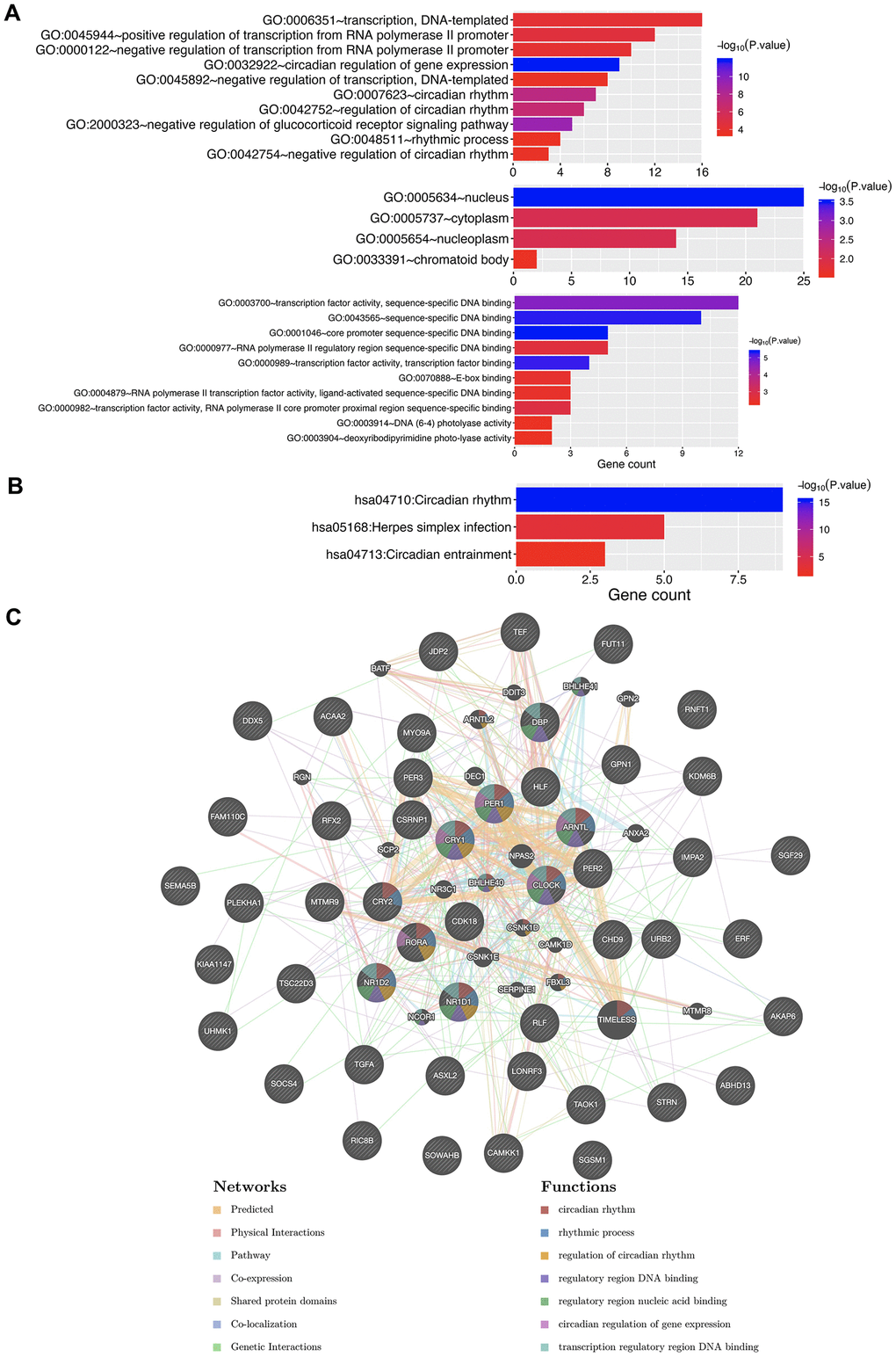 The enrichment analysis of circadian clock genes and neighboring genes in KIRC. (A) GO enriched terms. (B) KEGG enriched terms. (C) PPI network. KIRC, Clear cell renal cell carcinoma; GO, Gene Ontology; KEGG: Kyoto Encyclopedia of Genes and Genomes; BP: Biological processes; CC: Cellular component; MF: Molecular functions; PPI, Protein-protein interaction.