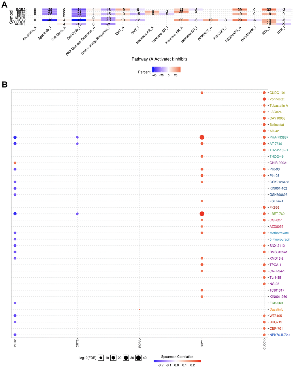 The cancer related pathways and drug resistance analysis of circadian clock genes in KIRC. (A) the role of circadian clock genes in the famous cancer related pathways. (B) The Spearman correlation represent the gene expression correlates with the drug. The positive correlation means that the gene high expression is resistant to the drug, vise verse. KIRC, Clear cell renal cell carcinoma.