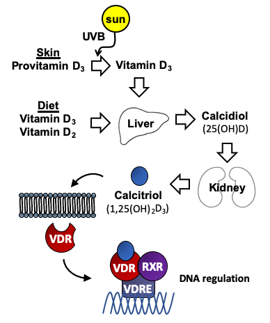 Metabolism of vitamin D. Vitamin D3 is synthesized in the skin from provitamin D3 (7-dehydrocholesterol) under the influence of UV light. Vitamin D2 (ergocalciferol) is obtained from vegetable dietary sources where it derives from the plant sterol ergosterol. Vitamin D is metabolized first to calcidiol (25(OH)D), and later to the active form calcitriol (1,25(OH)2D3). Interaction of 1,25(OH)2D3 with the vitamin D receptor (VDR), which is an intracellular transcription factor, facilitates its binding to DNA sequences. The binding of the complex VDR/1,25(OH)2D3 to these regulatory sequences (vitamin D response elements (VDREs)) regulate transcription of genes involved in many different cellular homeostatic functions.