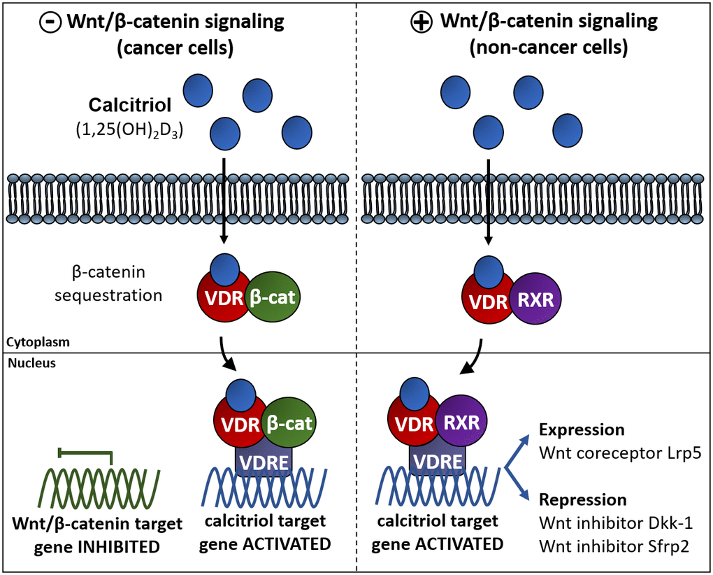 Vitamin D interferes with β-catenin induced gene expression via different pathways in different cell types. Left panel: in cancer cells vitamin D impairs the Wnt/β-catenin signaling pathway. One of these mechanisms relays on the association of the complex VDR/1,25(OH)2D3 to β-catenin to induce VDR-regulated gene expression avoiding β-catenin dependent gene expression. Right panel: in some other non-cancer cell types vitamin D exerts an activating effect of the Wnt signaling pathway by upregulating the expression of the Fzd co-activator Lrp5 or by repressing the expression of the Wnt inhibitors DKK1 y Sfrp2 [116, 171].