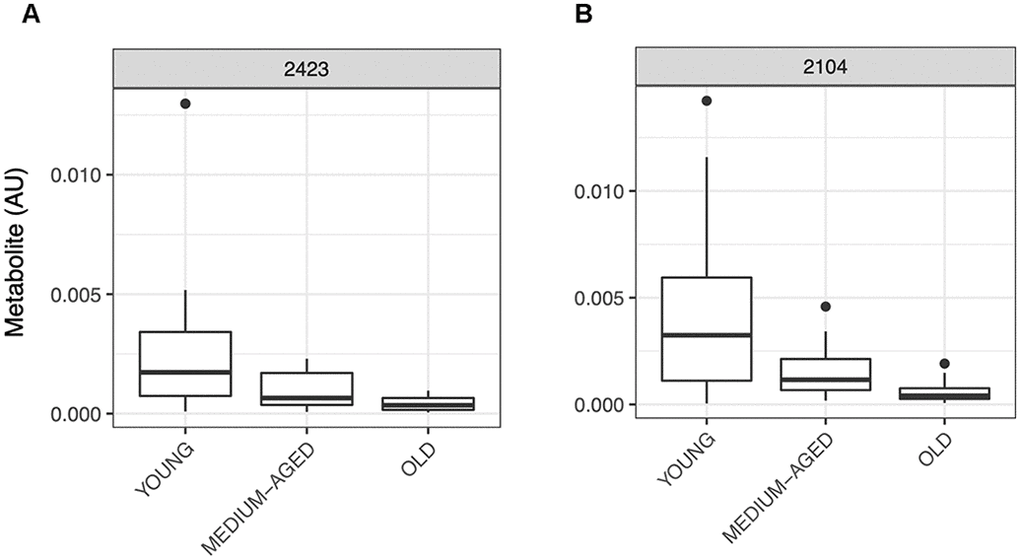 Representative boxplots of metabolite abundance for metabolites A) 2423 and B) 2104 which were selected via RF to be predictive of muscle age and were matched to a number of steroid and androgen metabolites following annotation using the PIUMet algorithm. Relative abundance for both metabolite features shows decline with age, a well-established relationship observed in ageing muscle for steroid and androgen metabolites.