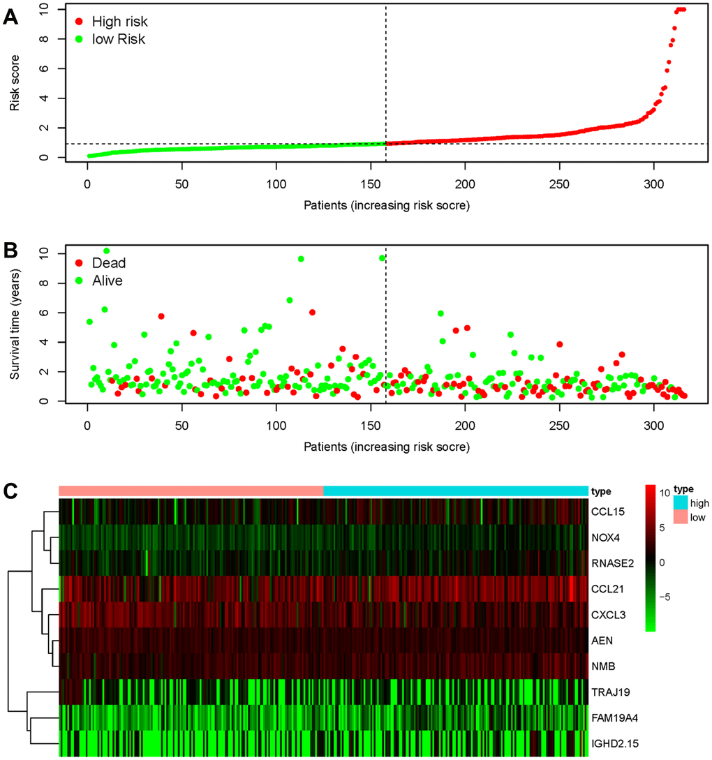 Discriminatory capability of the IRG-based prognostic signature. (A) Rank of the prognostic signature and distribution of the high- and low-risk groups. (B) Survival status of patients in the high- and low-risk groups distinguished by dotted lines. (C) Heatmap of IRGs used to construct the prognostic signature.