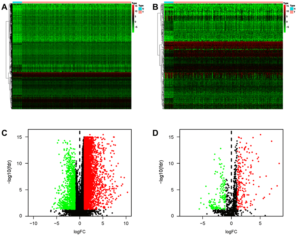 Differentially expressed IRGs in the gastric cancer cohort. Heatmap of DEGs (A) and differentially expressed IRGs (B). Volcano plot of DEGs (C) and differentially expressed IRGs (D). Blue and red dots represent DEGs, and black dots represent genes that were not differentially expressed.