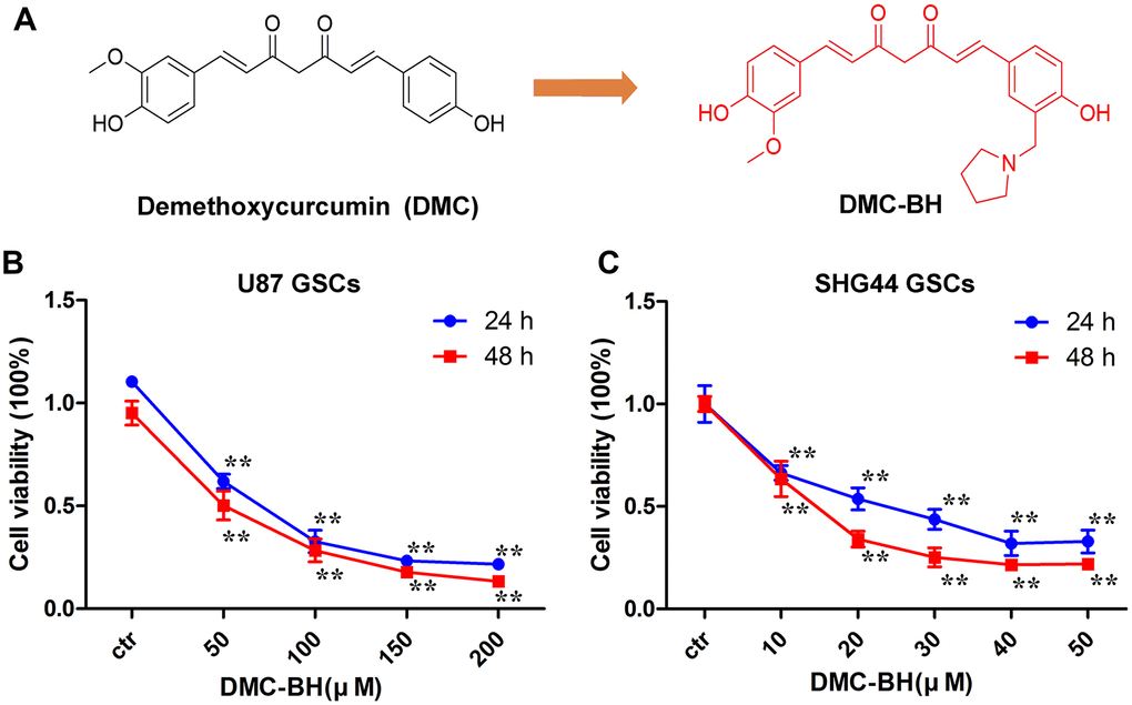 DMC-BH inhibits proliferation of GSCs. (A) Chemical structures of DMC-BH and DMC. (B, C) Effect of DMC-BH on proliferation of U87 and SHG44 cells in vitro; n =3.