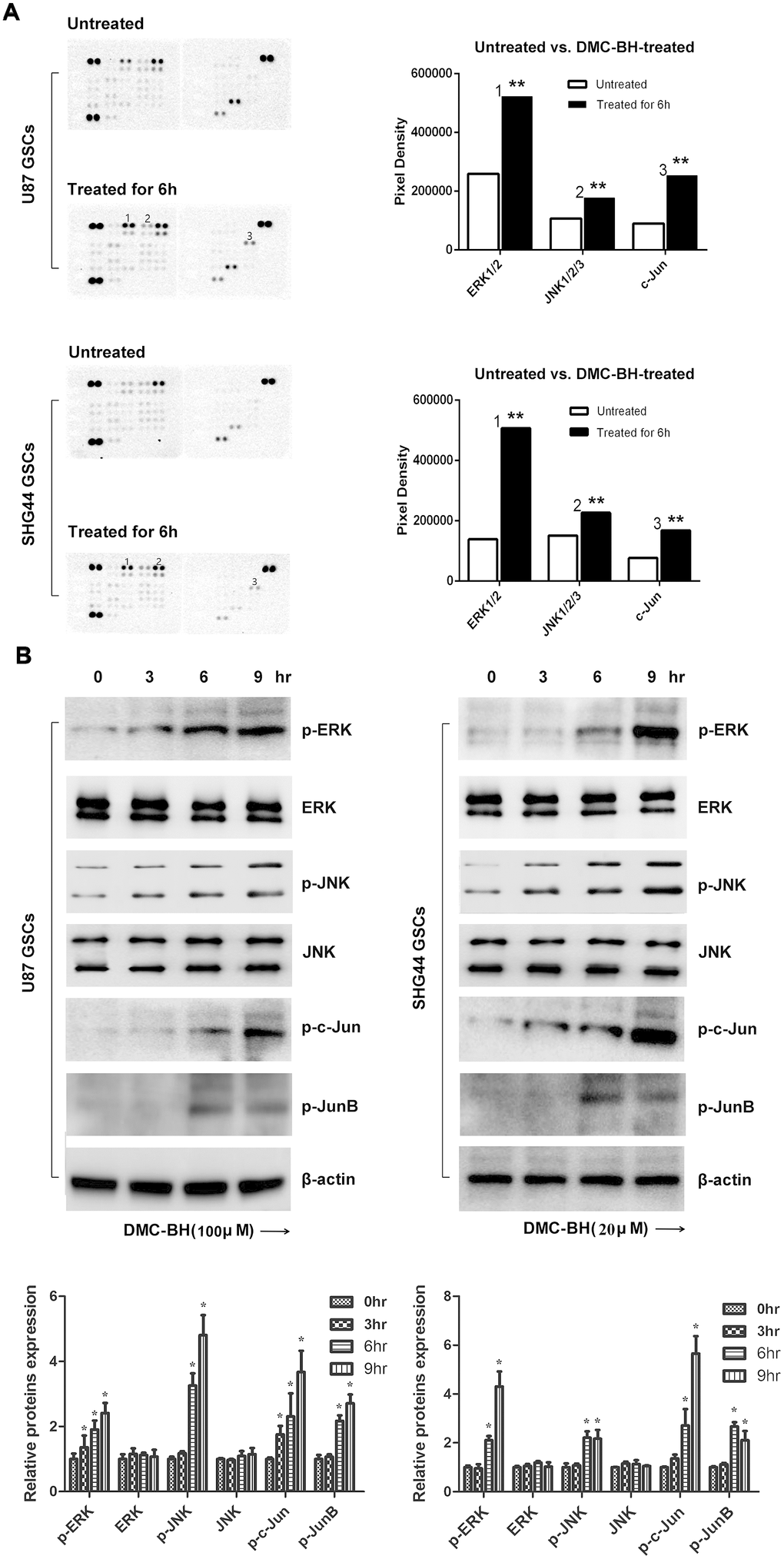 DMC-BH-induced apoptosis in GSCs is mediated by JNK/ERK signaling. (A) Phosphorylation protein levels in DMC-BH-treated GSCs analyzed by Proteome Profiler Human Phospho-Kinase Array. (B) Western analysis of phosphorylated levels of MAPK-related proteins p-ERK, p-JNK, p-c-Jun, and p-JunB in DMC-BH-treated GSCs.