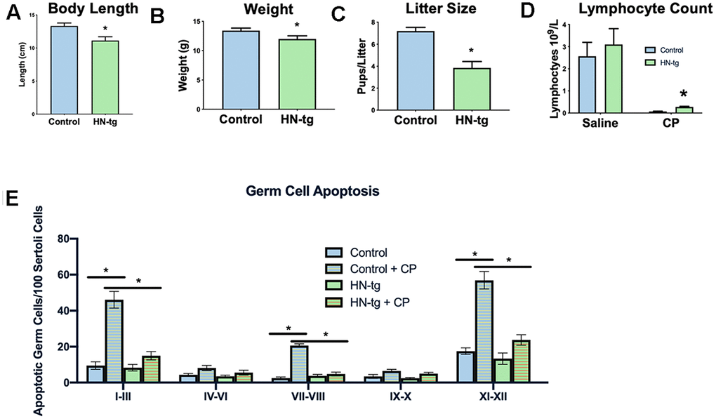 HN-tg mice phenocopy the transgenic worms and are protected from toxic insult. Humanin transgenic mice have a significant decrease in body length by 12% at 28 days of age (n= 5 for control and n=3 for the hn-tg mice) (A). Body weight at the same age was also decreased by 10.4% (n=26 and n=16 for control and hn-tg mice respectively) (B), while litter size decreased by 46.5% (n=10 and n=15 for control and hn-tg mice respectively) (C). When administered cyclophosphamide, mice have a decreased lymphocyte count and transgenic mice are protected from this toxin (n=6 or 7 per group) (D). Similarly, when examining germ cell apoptosis organized by spermatogenic stages in the same cyclophosphamide treated mice, humanin transgenic mice are significantly protected from CP induced apoptosis (E). * indicates p