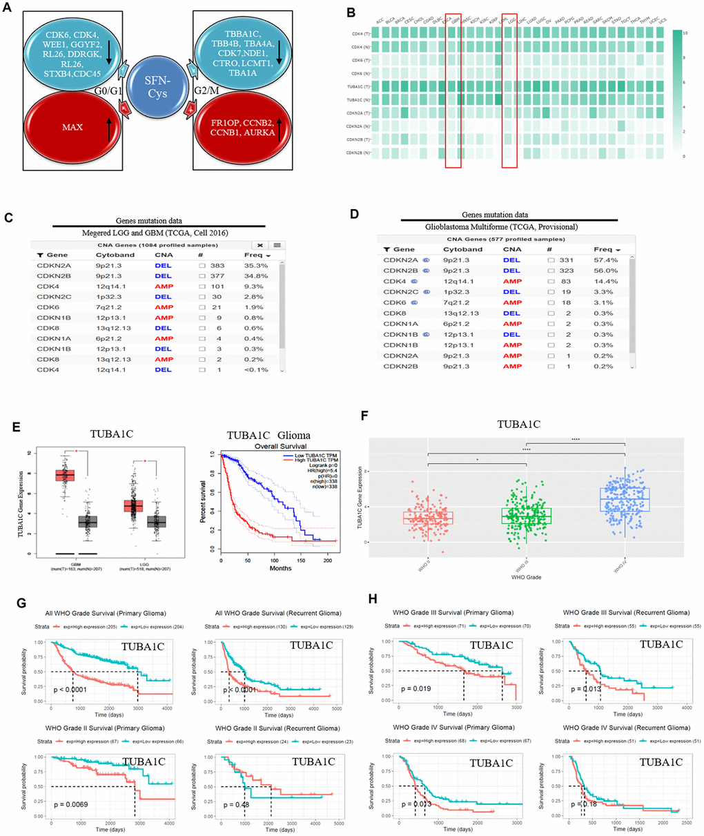 SFN-Cys decreased the expressions of CDK4/CDK6 and TUBA1C. TUBA1C mRNA expression showed positive correlation to pathological grades and negative correlation to clinical prognosis in glioma. The deletion rates of CDKN2A and CDKN2B were higher in glioma patients. (A) After U87MG cells were treated with or without SFN-Cys for 24 h, the extracted proteins were analyzed for expression; protein expressions and Ontology were analyzed via HPLC-MS/MS and the Uniprot net. (B) Differential expressions of mRNA were analyzed in normal and tumor tissues via GEPIA database, which matched TCGA normal and GTEx data [46]. LGG: Low grade glilma. (C, D) The deletion rates of CDKN2A and CDKN2B were analyzed by means of database of Glioblastoma Multiforme (TCGA, Provisional) and of Merged Cohort of LGG and GBM (TCGA, Cell 2016) via cBioPortal for Cancer Genomics. (E) The expression and survival analysis of TUBA1C mRNA in glioma patients were done via GEPIA Database, which matched TCGA normal and GTEx data. (F–H). The expression and survival analysis of TUBA1C mRNA in glioma patients with primary and recurrent were done via CGGA database. Data were shown as *P 