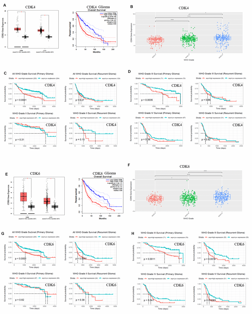 CDK4/CDK6 mRNA expression showed positive correlation to pathological grades and negative correlation to clinical prognosis. (A, E) The expression and survival analysis of mRNA CDK4/CDK6 in glioma patients were done via GEPIA Database, which matched TCGA normal and GTEx data. (B–D, F–H). The expression and survival analysis of mRNA CDK4/CDK6 in glioma patients with primary and recurrent were done via CGGA database. Data were shown as *P 