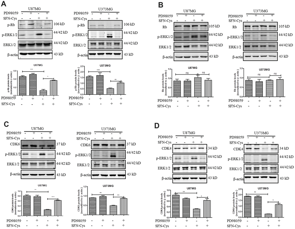 SFN-Cys decreased the expressions of CDK4, CDK6 and p-Rb via sustained ERK1/2 phosphorylation. (A–D) Both U87MG and U373MG cells were pretreated with PD98059 (25 μM) for 30 min, then treated with SFN-Cys (30 μM) for 24 h. The expressions of CDK4, CDK6, p-Rb, Rb and pERK1/2 were analyzed by Western blot. Data were shown as means ± SD (n ≥ 3). *, P ≤ 0.01.