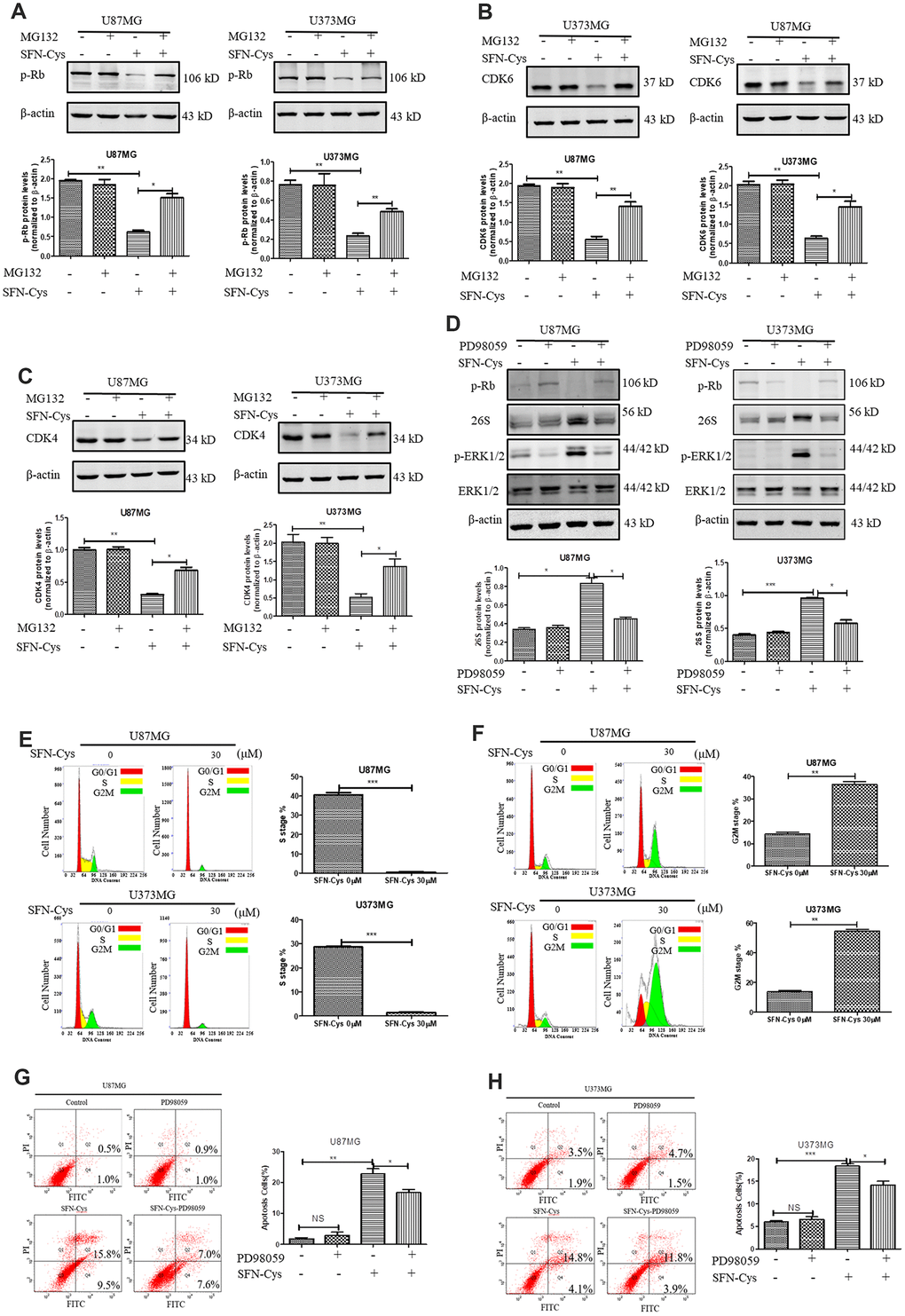 SFN-Cys increased the expression of 26S proteasome via sustained ERK1/2 phosphorylation to degrade cell cycle-related proteins leading to the cell cycle arrest in G0/G1 and G2/M phases. (A–C). The expressions of CDK4, CDK6 and p-Rb were detected by Western blot after the intervention of 30 μM SFN-Cys with or without MG132 (0.5 μM) for 24 h in U87MG and U373MG cells. (D) The expressions of 26S proteasome, ERK1/2 and p-ERK1/2 were detected by Western blot after the treatment of SFN-Cys (30 μM) with or without PD98059 (25 μM) for 24 h in U87MG and U373MG cells. (E) Both U87MG and U373MG cells were starved for 24 h, and then treated with or without SFN-Cys for 24 h. the cell cycles were detected by flow cytometry via Cell Cycle and Apoptosis Analysis Kit. (F) The cell cycles were detected without starvation. (G, H) The apoptosis rates were detected via Annexin V-FITC/PI staining in U87MG and U373MG cells after treatment of SFN-Cys (30 μM) with or without PD98059 (25 μM) for 24 h. The percentages of apoptotic cells were detected by flow cytometry. Data were shown as *P 