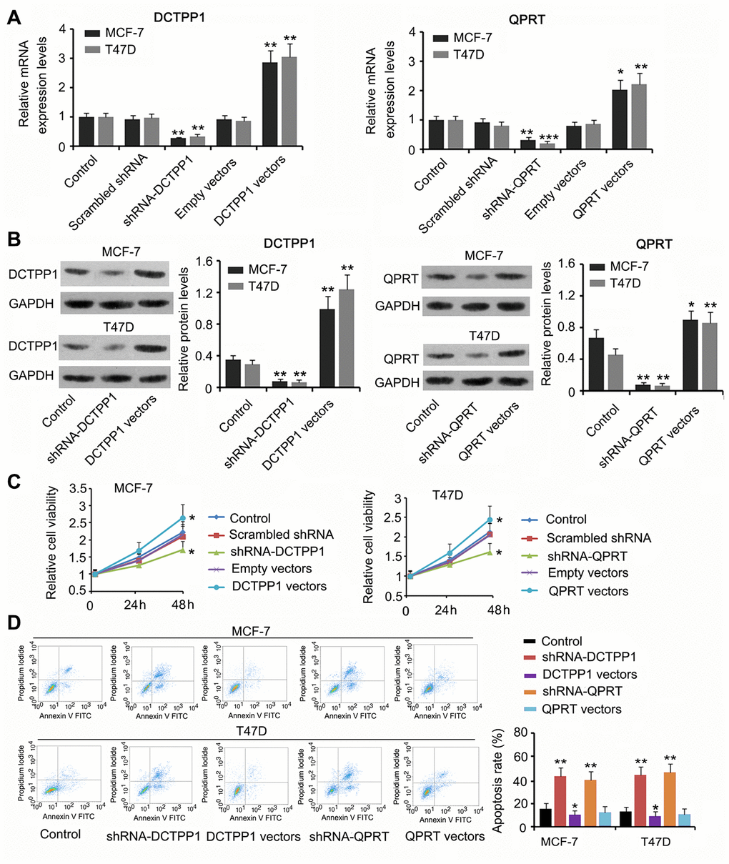 The regulatory effects of DCTPP1 and QPRT on BC cell growth and apoptosis. DCTPP1 and QPRT mRNA (A) and protein (B) levels in MCF-7 and T47D cells were changed after transfection with shRNA-DCTPP1, shRNA-QPRT, and DCTPP1 and QPRT expression vectors. (C) Down-regulation of DCTPP1 or QPRT was associated with reduced viability in both MCF-7 and T47D cells and increased DCTPP1 or QPRT was associated with increased cell viability. (D) The apoptosis rate of MCF-7 and T47D cells increased after knocking down either DCTPP1 or QPRT. DCTPP1 overexpression decreased the apoptosis rate of MCF-7 and T47D cells, and QPRT overexpression only marginally decreased MCF-7 and T47D apoptosis. *PPP