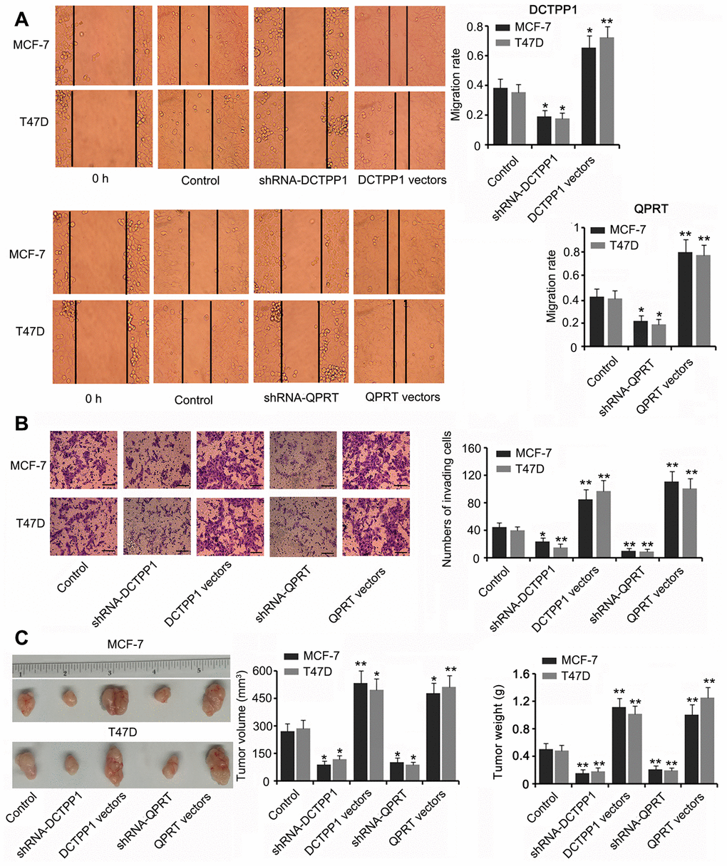 DCTPP1 and QPRT promoted the invasion and growth of BC cells. MCF-7 and T47D cells were transfected with shRNA-DCTPP1, shRNA-QPRT, and DCTPP1 and QPRT expression vectors. The migration (A) and invasion (B) of BC cells were inhibited after DCTPP1 and QPRT knockdown, but enhanced after DCTPP1 and QPRT overexpression. The bar in the pictures (B) indicates a length of 5 μm. (C) As indicated by the tumour xenograft assay, silencing DCTPP1 or QPRT inhibited the growth of MCF-7 and T47D cells in nude mice. MCF-7 and T47D cells overexpressing DCTPP1 or QPRT showed notably faster growth than that by MCF-7 and T47D control cells. *PP