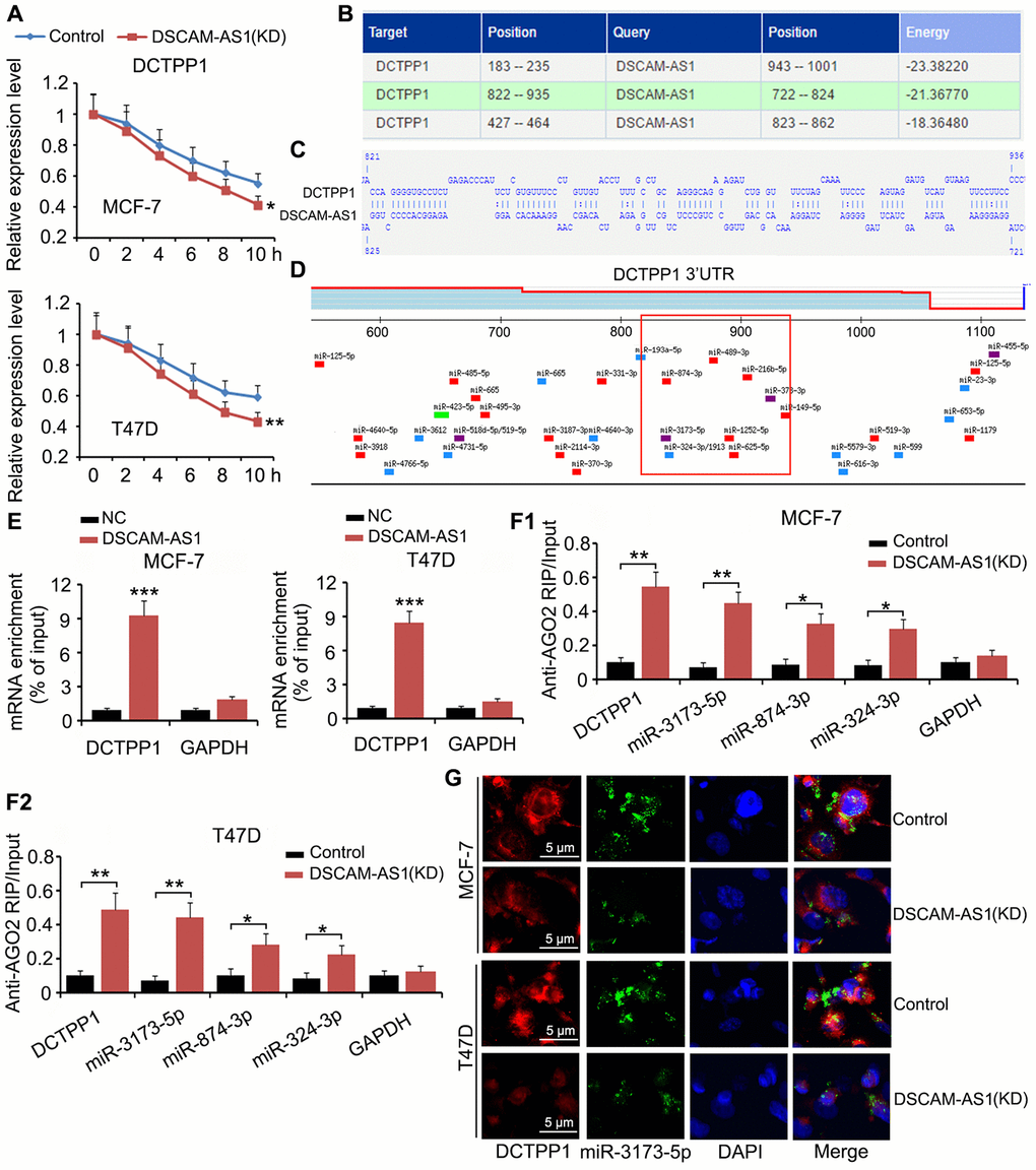 DSCAM-AS1 protectedDCTPP1 mRNA from degradation mediated by miRNAs. (A) In the mRNA stability assay, Actinomycin D was added to BC cells to prevent cell transcription. mRNA level was depicted at different time points, as measured by PCR. (B) Bioinformatics analysis using a RNA-RNA interaction software (http://rna.informatik.uni-freiburg.de/IntaRNA/Input.jsp) showed tight junctions between DCTPP1 mRNA and DSCAM-AS1 at three areas. (C) There are more than 70 bases from 822 to 935 locus in DCTPP1 mRNA bound to the bases in DSCAM-AS1. The region from 822 to 935 locus locates in the 3’UTR of DCTPP1 mRNA. (D) Many miRNAs, such as miR-3173-5p, miR-874-3p and miR-874-3p, were predicted to bind to DCTPP1 mRNA in the same region. (E) Interaction between DCTPP1 mRNA and DSCAM-AS1 was confirmed by RNA-pull down test. (F) RIP analysis showed that DSCAM-AS1 knockdown increased the enrichment of DCTPP1 mRNA, miR-3173-5p, miR-874-3p and miR-874-3p in the AGO2 protein complex when cell transcription was inhibited by Actinomycin D. (G) As indicated by FISH assay, DSCAM-AS1 knockdown decreased the levels of DCTPP1 mRNA and miR-3173-5p in MCF-7 and T47D cells. *PP