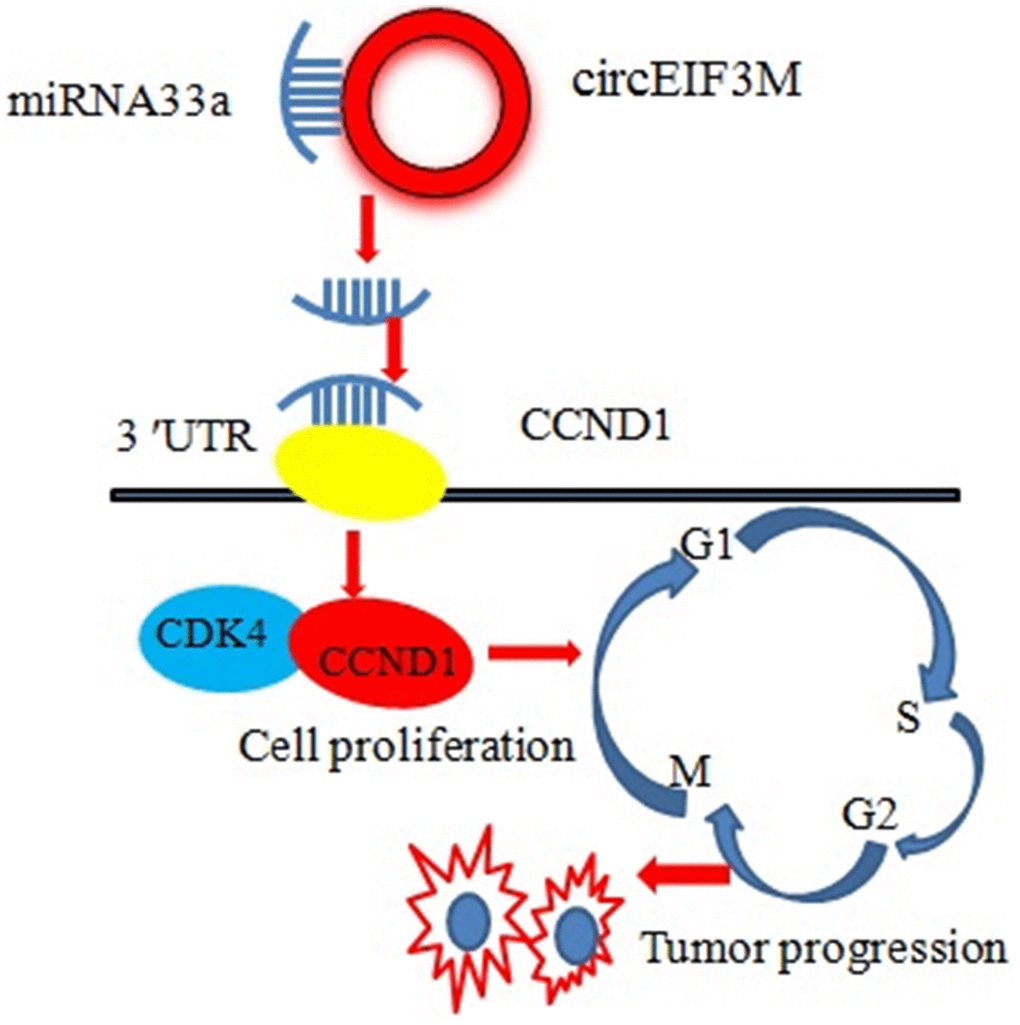 Schematic diagram of how circEIF3M promotes TNBC progression: Upregulation of circEIF3M is sponging miR-33 to increase CCND1.