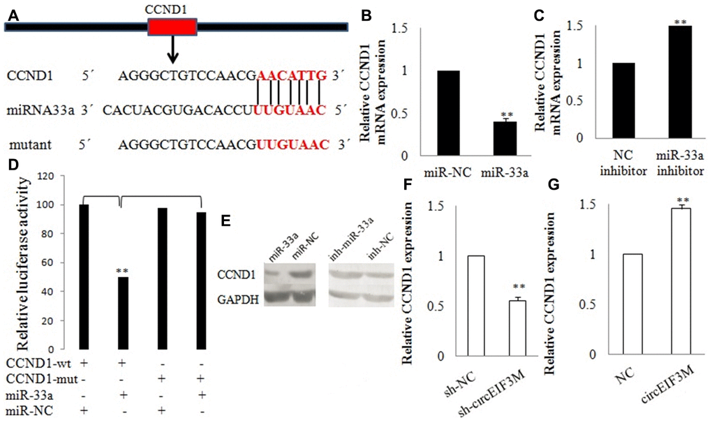 CCND1 is directly targeted by miR-33a. (A) Schematic illustration of CCND1 3’UTR-WT and CCND1 3’UTR-Mut luciferase reporter vectors. (B, C and E) Relative mRNA and protein levels of CCND1 were detected in cells after transfected with miR-NC, miR-33a, NC inhibitor and miR-33a inhibitor using qRT-PCR, respectively. (D) The relative luciferase activities were detected after transfected with CCND1 3’UTR-WT or CCND1 3’UTR-Mut and miR-33a mimics or miR-NC, respectively. (F and G) Relative expression of CCND1 was detected by qRT-PCR in cells transfected with indicated vectors, circEIF3M or sh-circEIF3M. Data were indicated as mean ± SD, **P 