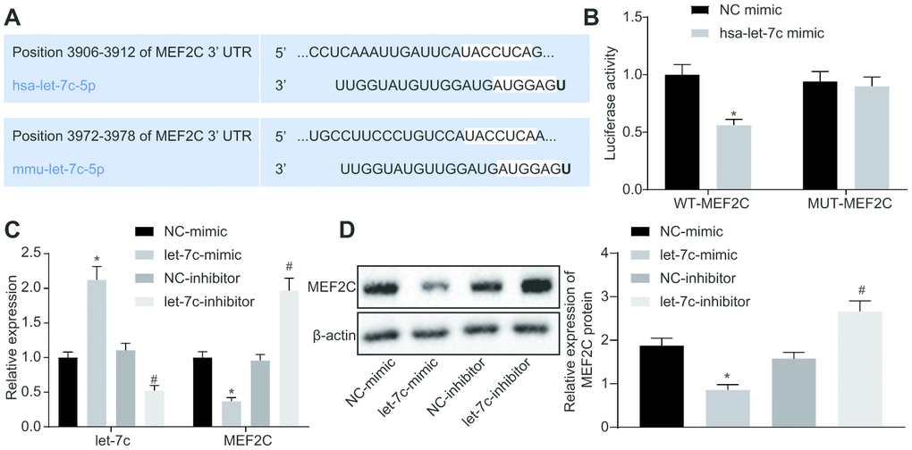 MEF2C is negatively targeted by let-7c. (A) The binding sites between let-7c and MEF2C predicted in targetscan. (B) The binding relationship between let-7c and MEF2C evaluated by dual luciferase reporter assay. * p vs. the treatment of NC-mimic. (C) Expression of let-7c and MEF2C in HUA-treated HUVECs after alteration of let-7c determined by RT-qPCR normalized to U6 and GAPDH. (D) Protein expression of MEF2C in HUA-treated HUVECs after alteration of let-7c determined by western blot analysis normalized to β-actin. * p vs. HUA HUVECs treated with NC-mimic. # p vs. HUA HUVECs treated with NC-inhibitor. * p vs. normal HUVECs. The measurement data were shown as mean ± standard deviation. Data between two groups were compared by unpaired t-test, while comparisons among multiple groups were performed using one-way analysis of variance, followed by Tukey's post hoc test. The cell experiment was repeated three times independently.
