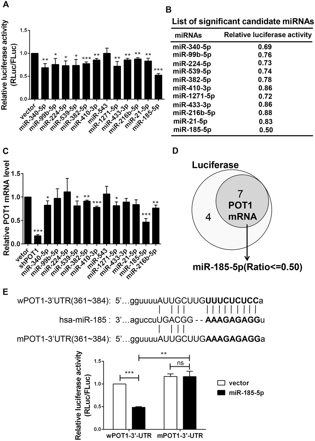 Identification of miR-185 targeting the 3’-UTR of shelterin POT1. (A) Transient dual luciferase reporter assay of HEK293T cells following expressing each candidate miRNA and the POT1 3’-UTR. P values were determined by Student’s t-test. *PB) List of significant candidate miRNAs and the relative luciferase activities of cells from (A). (C) Relative POT1 mRNA level after overexpression of each candidate miRNA in HTC75 cells. P values were determined by Student’s t-test. **PD) Venn diagram of significant candidate miRNAs that downregulate either POT1 3’-UTR luciferase activity or endogenous POT1 mRNA levels. (E) The predicted seed region of the miR-185 target sites was mutated (in bold). The ability of miR-185 to target the seed regions of the wild-type (wPOT1) vs. mutant (mPOT1) 3’-UTR was determined by dual luciferase assay. P values were determined by Student’s t-test. **P
