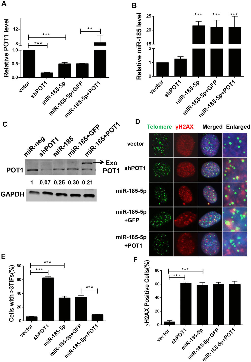 MiR-185 induces DNA damage foci at dysfunctional telomeres by decreasing POT1 protein level in cancer cells. (A) POT1 mRNA levels in POT1 knockdown, miR-185 overexpressing and POT1 rescue HTC75 cells. (B) miR-185 levels in POT1 knockdown, miR-185 overexpression and POT1 rescuing HTC75 cells. (C) POT1 protein level in POT1 knocking-down, miR-185 overexpression and POT1 rescue HTC75 cells. The arrowhead indicates exogenously overexpressed POT1. GAPDH was blotted as a loading control. (D) Immunofluorescence and fluorescence in situ hybridization (IF-FISH) were performed in POT1 knockdown, miR-185 overexpression and POT1 rescue HTC75 cells with the indicated γ-H2AX antibody and the TTAGGG telomere probe. Nuclei were stained with Hoechst 33342. (E) Quantification of percentage of cells in (D) with more than 3 TIFs. Error bars indicate standard deviations (n=3). P values were determined by Student’s t-test. ***PF) Quantification of the percentage of cells with signal indicating total DNA damage (γ-H2AX positive cells) in (D).