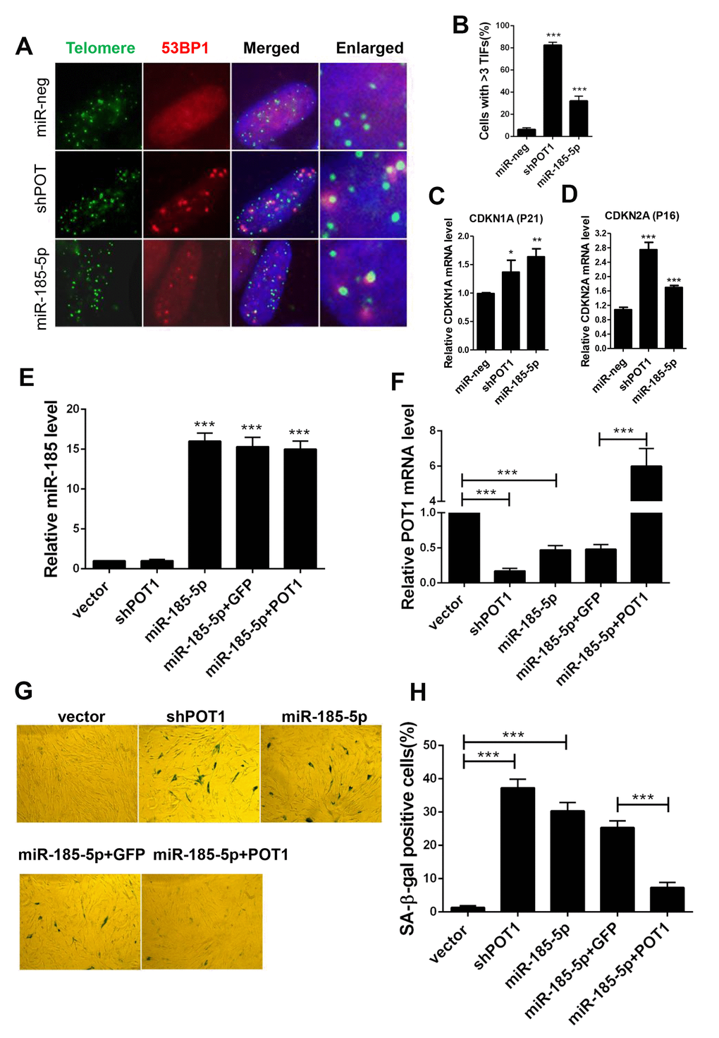 MiR-185 overexpression induces cellular senescence in primary human fibroblast cells. (A) Immunofluorescence and fluorescence in situ hybridization (IF-FISH) were performed in early passage HFF cells stably infected with viruses encoding empty vector (miR-Neg), shPOT1 or miR-185. (B) Quantification of the percentage of cells in (A) with more than 3 TIFs. (C) CDKN1A mRNA levels were detected by qRT-PCR. (D) CDKN2A mRNA level were detected by qRT-PCR. (E) HFF cells were stably infected with viruses encoding empty vector (miR-Neg), shPOT1, miR-185, miR-185 plus GFP, or mIR-185 plus POT1 respectively, miR-185 levels were detected by qRT-PCR. Relative levels of miR-185 were normalized using the U6 RNA. (F) POT1 mRNA levels were detected by qRT-PCR. Relative expression of the POT1 gene was normalized using GAPDH level. (G) HFF cells stably infected with viruses encoding empty vector (miR-Neg), shPOT1, miR-185, miR-185 plus GFP, or mIR-185 plus POT1 respectively, were stained for β-galactosidase activity (SA-β-gal). (H) Quantification of the percentage of cells in (G) positive for SA-β-gal staining. Error bars indicate standard deviations (n=3). P values were determined by Student’s t-test. ***P