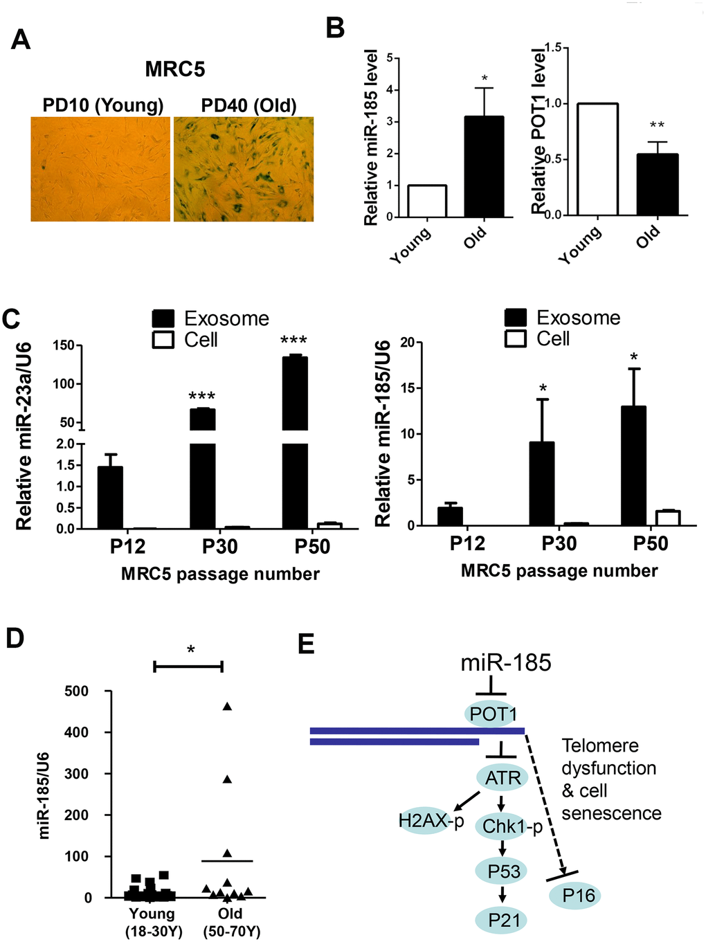 MiR-185 represents a novel replicative senescence biomarker in vitro and in vivo. (A) Young wild-type MRC5 cells were passaged to the old (From PD10 to PD40) and were stained for β-galactosidase activity respectively. (B) The relative expression levels of miR-185 and POT1 in cells from (A) were detected and normalized using U6 and GAPDH levels respectively. (C) MRC5 cells from different passages were cultured, and exosomes were obtained by ultracentrifugation. The relative expression levels of miR-23a and miR-185 were detected and normalized using U6. (D) The relative expression levels of miR-185 from young (males aged 18-30) and old (males aged 50-70) people were detected and normalized using U6 (n=19 and 11 respectively). P values were determined by Student’s t-test. *PE) Proposed model by which miR-185 induces telomere dysfunction and cell senescence via the POT1 pathway.