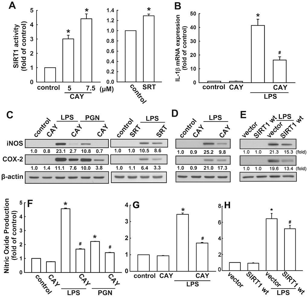 Activation of SIRT1 suppresses neuroinflammatory responses in microglia. (A) BV-2 microglial cells were incubated with various concentrations (5 or 7.5 μM) of SIRT1 activator (CAY) or SRT1720 (SRT; 1 μM)—for 24 h. Whole-cell lysate proteins were extracted and assessed using a fluorogenic SIRT1 assay kit to detect SIRT1 activity. (B) BV-2 microglial cells were pretreated with SIRT1 activator (5 μM) for 30 min, followed by stimulation with LPS (100 ng·mL−1) for 6 h. Relative mRNA levels of IL-1β were analyzed by real-time PCR and normalized with the levels of β-actin mRNA. (C) BV-2 microglia were pretreated with SIRT1 activator CAY compound (5 μM) or SRT (1 μM) for 30 min before stimulation with either LPS (100 ng·mL−1) or PGN (10 μg·mL−1) for 24 h. (D) Adult mouse microglia (IMG) were pretreated with CAY compound (5 μM) for 30 min before stimulation with LPS (100 ng·mL−1) for 24 h. (E) IMG cells were transfected with empty vector or wild-type SIRT1 for 24 h before stimulation with LPS (100 ng·mL−1) for 24 h. Whole-cell lysate protein was extracted and iNOS and COX-2 protein levels were assessed by western blot analysis. Culture media from BV-2 (F) or IMG (G and H) microglial cells were harvested to determine the nitrite content by the Griess reaction. The results represent the mean ± SEM of n = 3–4. * p p 