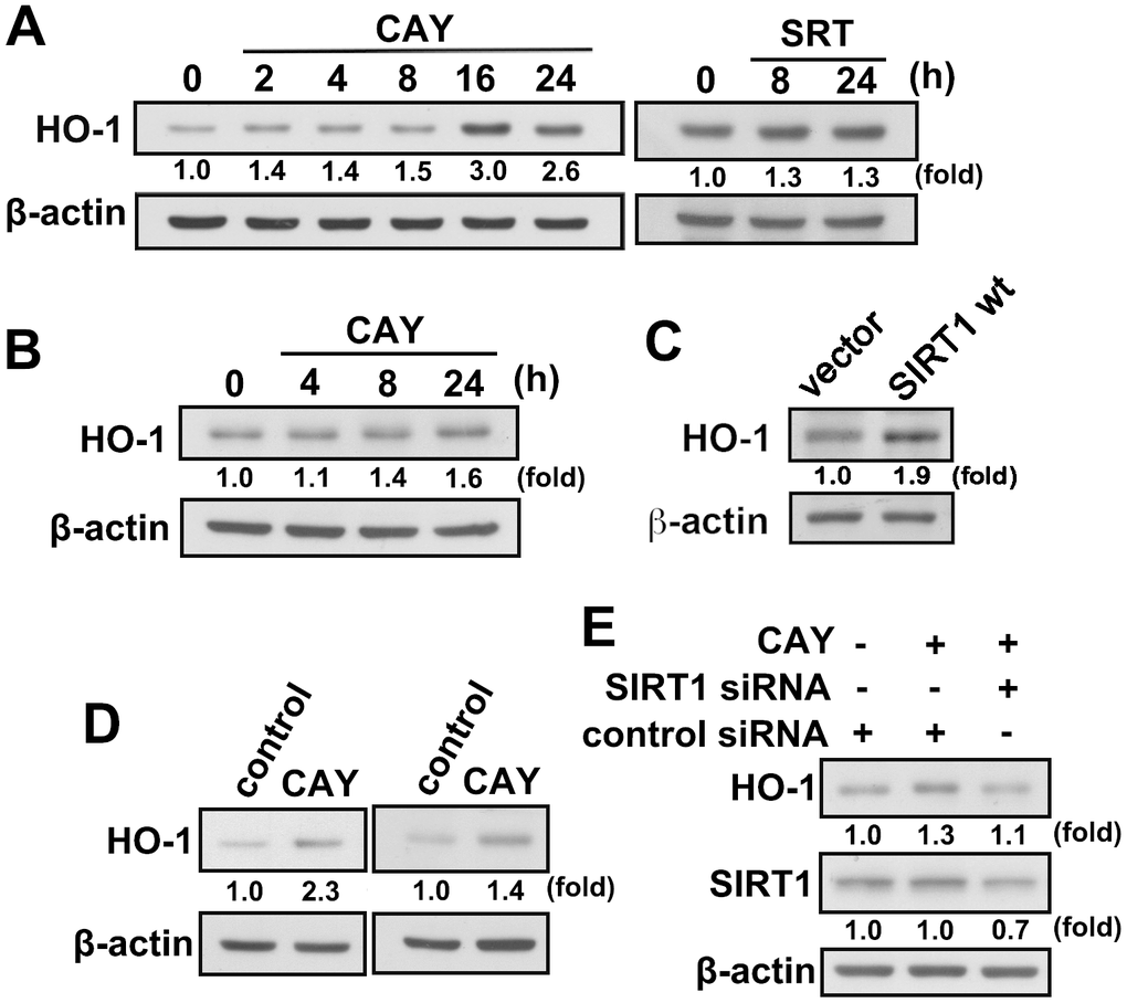 Activation of SIRT1 induces HO-1 upregulation in microglial cells. (A) BV-2 microglia were stimulated with the SIRT1 activator, CAY (5 μM) or SRT (1 μM), for the indicated time periods. (B) IMG cells were stimulated with the SIRT1 activator, CAY (5 μM), for the indicated time periods. (C) IMG cells were transfected with empty vector or wild-type SIRT1 for 24 h. (D) BV-2 (left panel) and IMG (right panel) microglial cells were treated with SIRT1 activator CAY (5 μM), LPS (100 ng·mL−1), or both CAY and LPS for 24 h. Whole-cell lysate proteins were extracted, and the HO-1 protein levels were determined by western blot analysis. (E) After transfection of BV-2 microglia with siRNA against SIRT1 or control for 24 h, the cells were treated with the SIRT1 activator for another 24 h. HO-1 and SIRT1 expression levels were analyzed by western blot analysis. Similar results were obtained from three independent experiments.