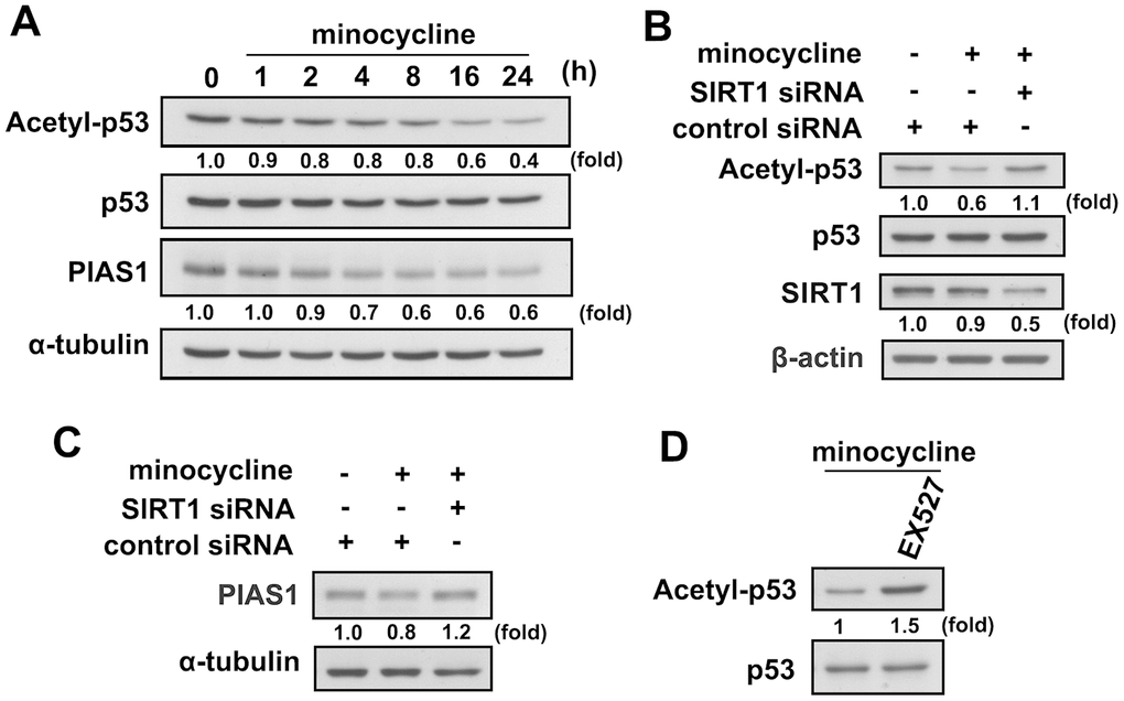 Regulatory effects of minocycline on p53 deacetylation and PIAS1 degradation. (A) BV-2 microglial cells were stimulated with minocycline (20 μM) for the indicated time periods. The expression levels of lysine 379 acetylated p53 and PIAS1 were determined by western blot analysis. (B, C) Cells were transfected with siRNA against SIRT1 or control for 24 h, and then treated with minocycline for another 24 h. (D) After treatment with EX527 (10 μM) for 30 min, the cells were treated with minocycline for another 24 h. Whole-cell lysate proteins were extracted and subjected to western blot analysis to assess acetyl-p53, PIAS1, and SIRT1 expression. Similar results were obtained from at least three independent experiments.