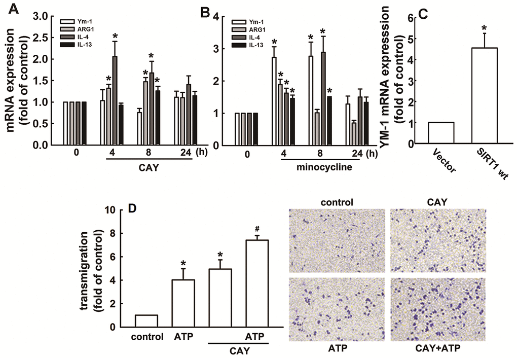Regulatory effects of SIRT1 on M2 polarization in microglia. BV-2 microglia were incubated with CAY (5 μM) (A) or minocycline (20 μM) (B) for the indicated time periods. (C) IMG cells were transfected with wild-type SIRT1 for 24 h. The expression levels of Ym-1, ARG1, IL-4, and IL-13 were determined by real-time PCR analysis. (D) Cells were pretreated with CAY (5 μM) for 30 min, followed by stimulation with ATP (300 μM) or no stimulation for 24 h. Transmigration activities were examined in vitro using a transwell insert system. The transmigrated cells were visualized by phase-contrast imaging (right panel). Results are expressed as means ± SEM of three independent experiments; * p p 