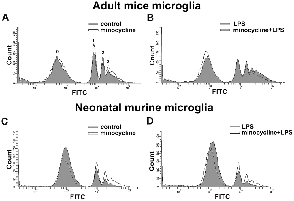 Effects of minocycline on phagocytosis in microglia. Phagocytosis of 1-μm fluorescent YG beads by IMG and BV-2 microglia was analyzed by flow cytometry. (A, C) Cells with or without minocycline treatment (20 μM), or (B, D) those pretreated with minocycline for 30 min before LPS stimulation for 24 h, were incubated with the YG beads for 1 h at 37°C before flow cytometry analysis. Each graph represents data from at least 3 biological replicates.